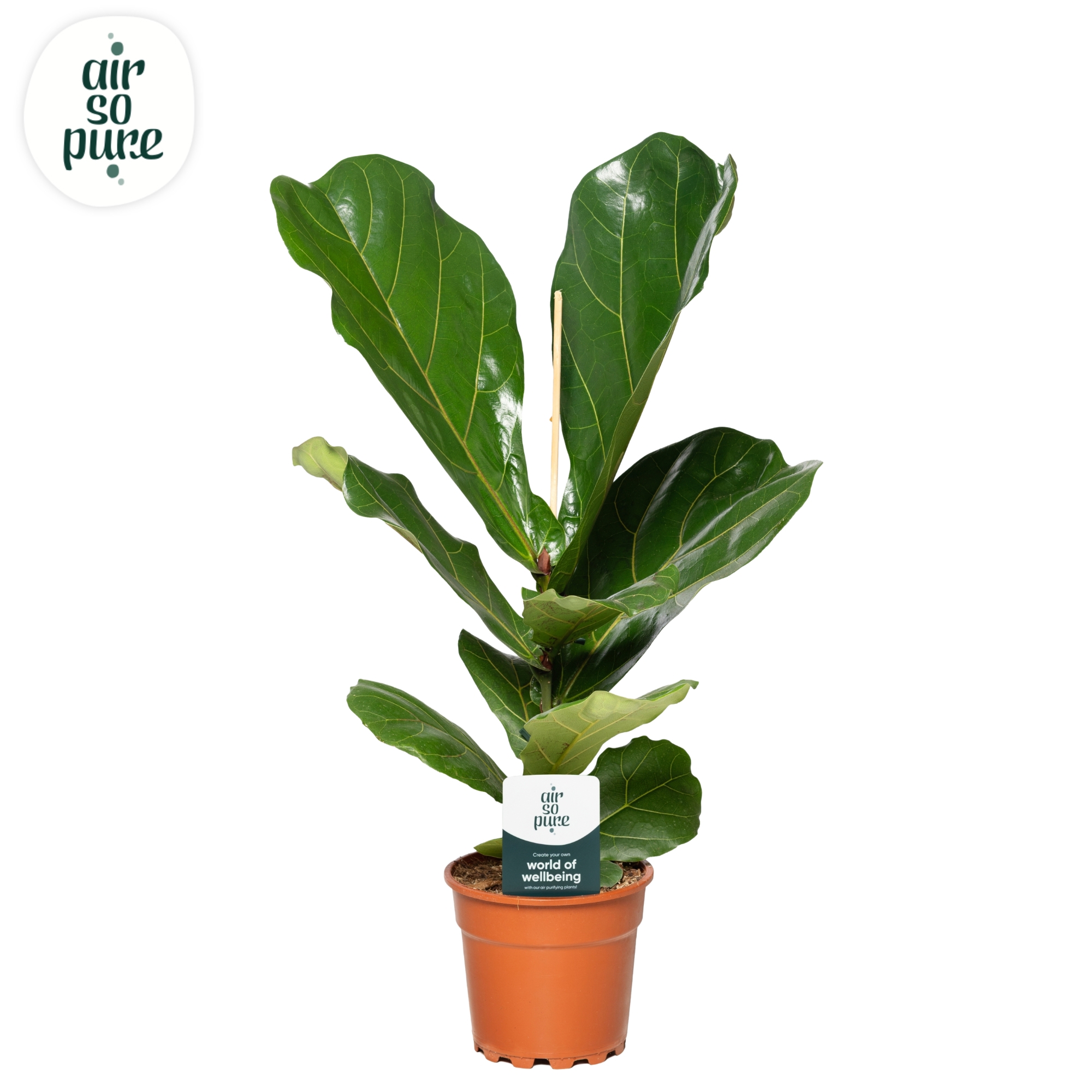 Горшечные цветы и растения оптом Ficus Lyrata (air So Pure) от 6шт из Голландии с доставкой по России