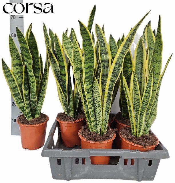 Горшечные цветы и растения оптом Sansev Laurentii от 6шт из Голландии с доставкой по России