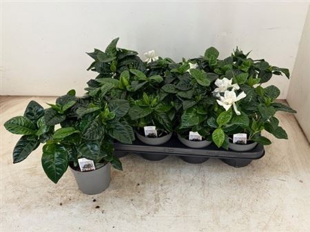 Горшечные цветы и растения оптом Gardenia Jasminoides от 8шт из Голландии с доставкой по России