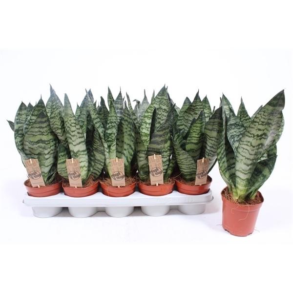 Горшечные цветы и растения оптом Sansevieria Zeylanica Compacta от 10шт из Голландии с доставкой по России