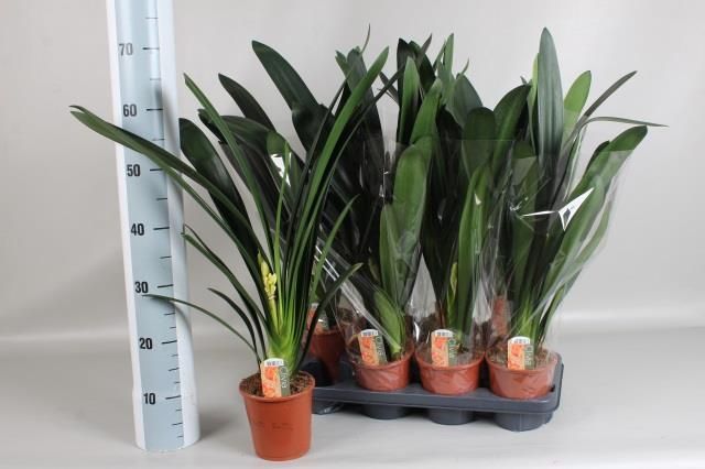 Горшечные цветы и растения оптом Clivia Mi от 8шт из Голландии с доставкой по России