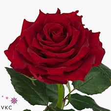 Срезанные цветы оптом Rosa la rhodos от 60шт из Голландии с доставкой по России