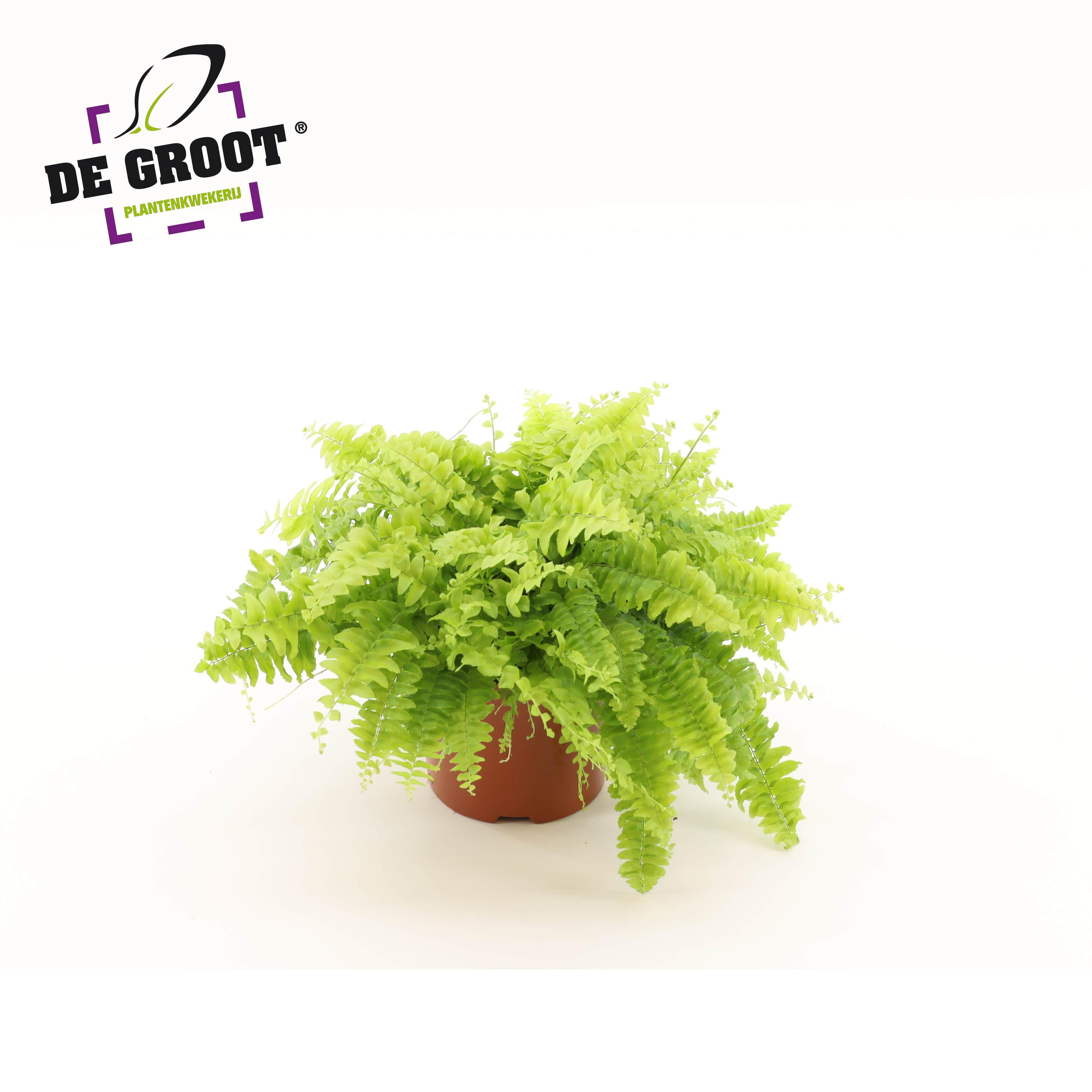 Горшечные цветы и растения оптом Nephrolepis Boston Blue Bell от 10шт из Голландии с доставкой по России