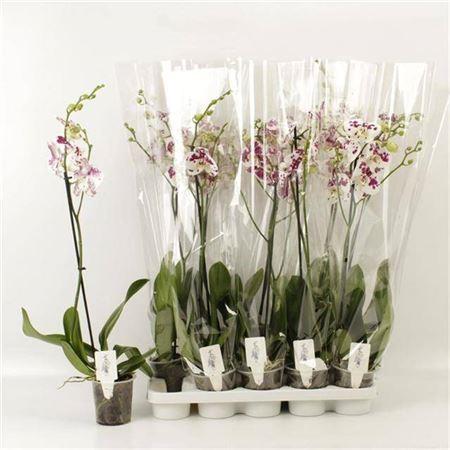 Горшечные цветы и растения оптом Phal An Marrakesh 1 Branche 8+ от 10шт из Голландии с доставкой по России