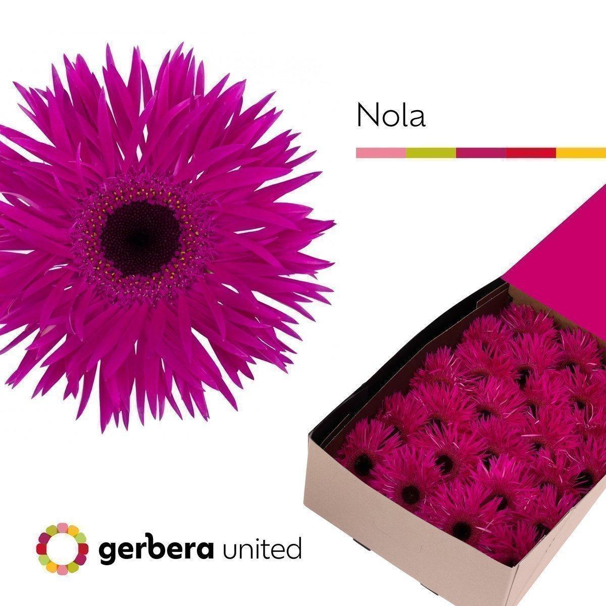 Срезанные цветы оптом Gerbera spider nola от 25шт из Голландии с доставкой по России