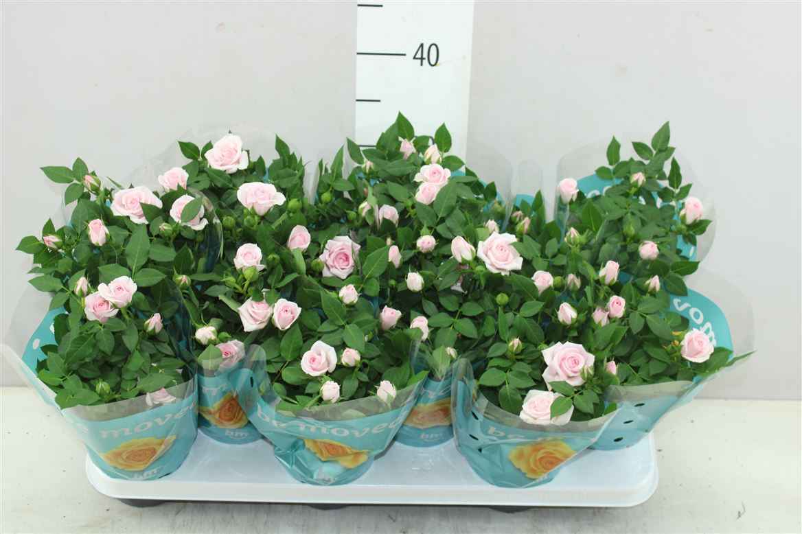Горшечные цветы и растения оптом Rosa Jewel Baby от 12шт из Голландии с доставкой по России