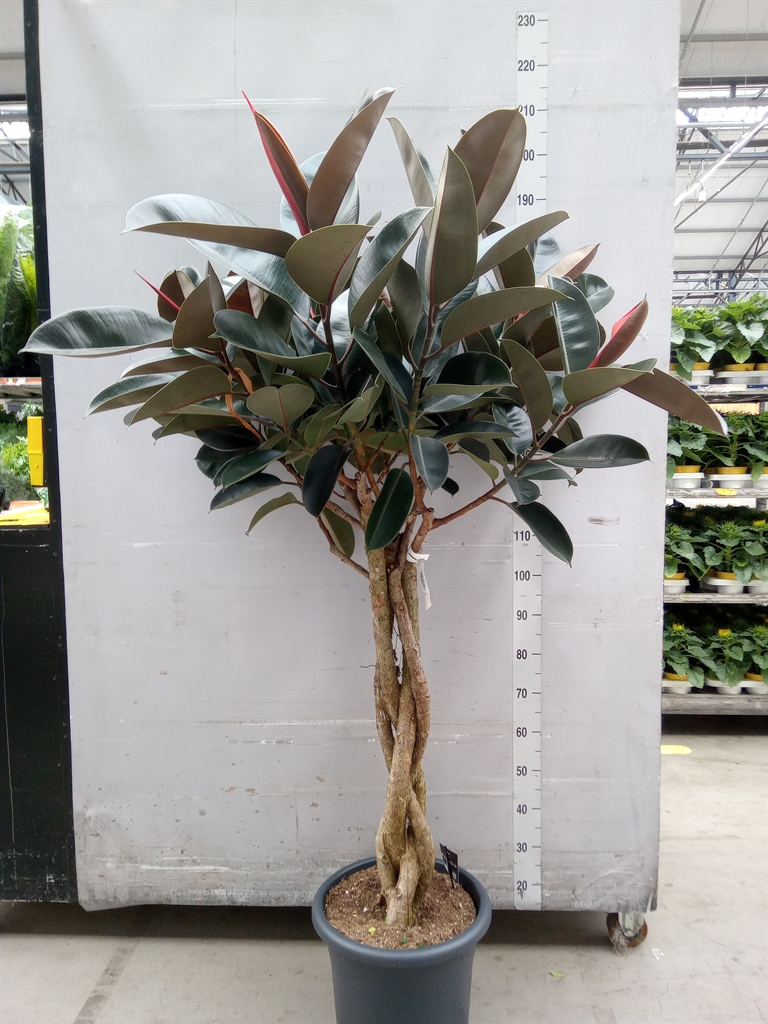 Горшечные цветы и растения оптом Ficus El Burgundy Twisted Stem от 1шт из Голландии с доставкой по России