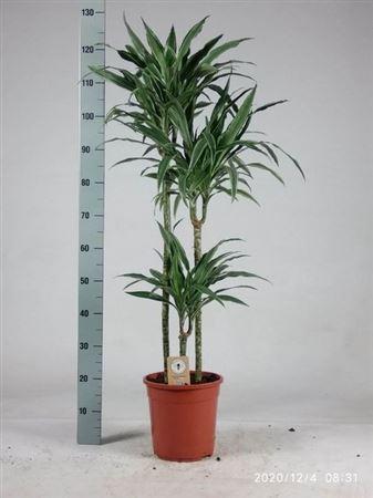 Горшечные цветы и растения оптом Dra De Warneckei 90-60-30 Cm от 1шт из Голландии с доставкой по России