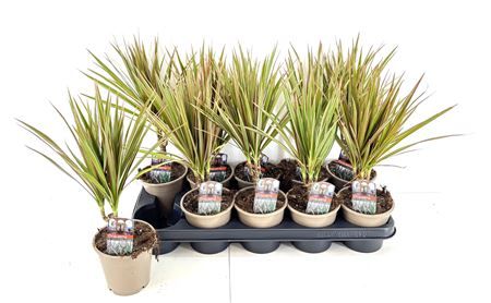 Горшечные цветы и растения оптом Dra Marg Bicolor 10cm 3+ от 10шт из Голландии с доставкой по России
