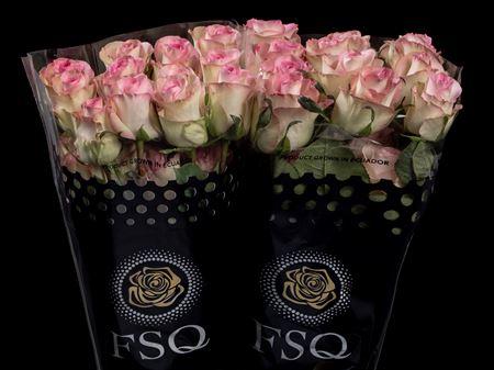 Срезанные цветы оптом Rosa ec swan от 20шт из Голландии с доставкой по России