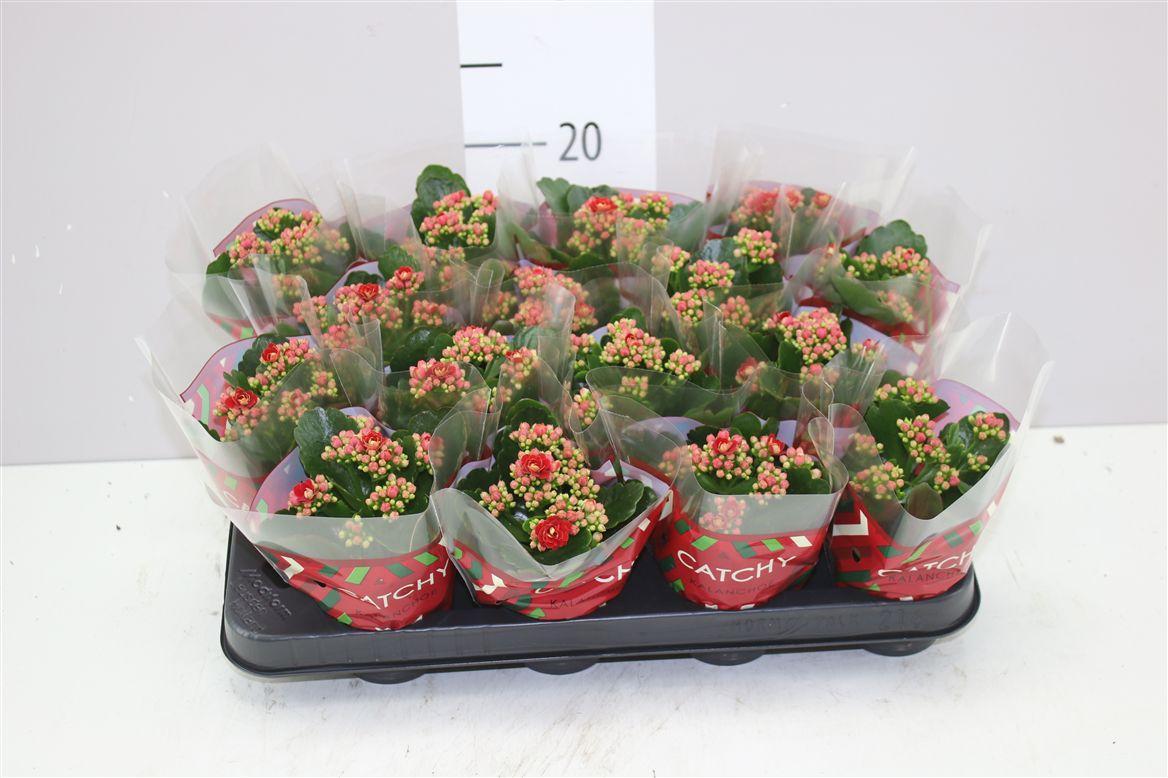 Горшечные цветы и растения оптом Kalanchoe Calandiva Rood от 16шт (для телеги) из Голландии с доставкой по России