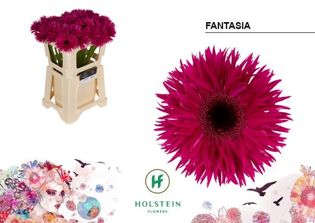 Срезанные цветы оптом Gerbera big fantasia от 40шт из Голландии с доставкой по России