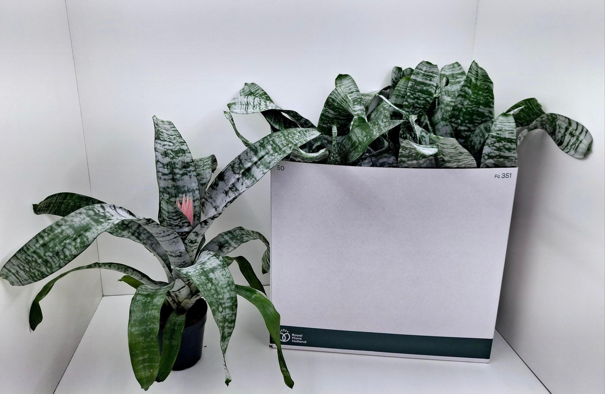 Горшечные цветы и растения оптом Aech Fas Primera от 8шт из Голландии с доставкой по России