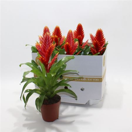 Горшечные цветы и растения оптом Vries Intenso Peach от 6шт из Голландии с доставкой по России