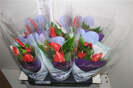Горшечные цветы и растения оптом Anthu Banderola Roja 5-6 Bloemen+ от 6шт из Голландии с доставкой по России Горшечные цветы и растения оптом Anthu Banderola Roja 5-6 Bloemen+ от 6шт из Голландии с доставкой по России