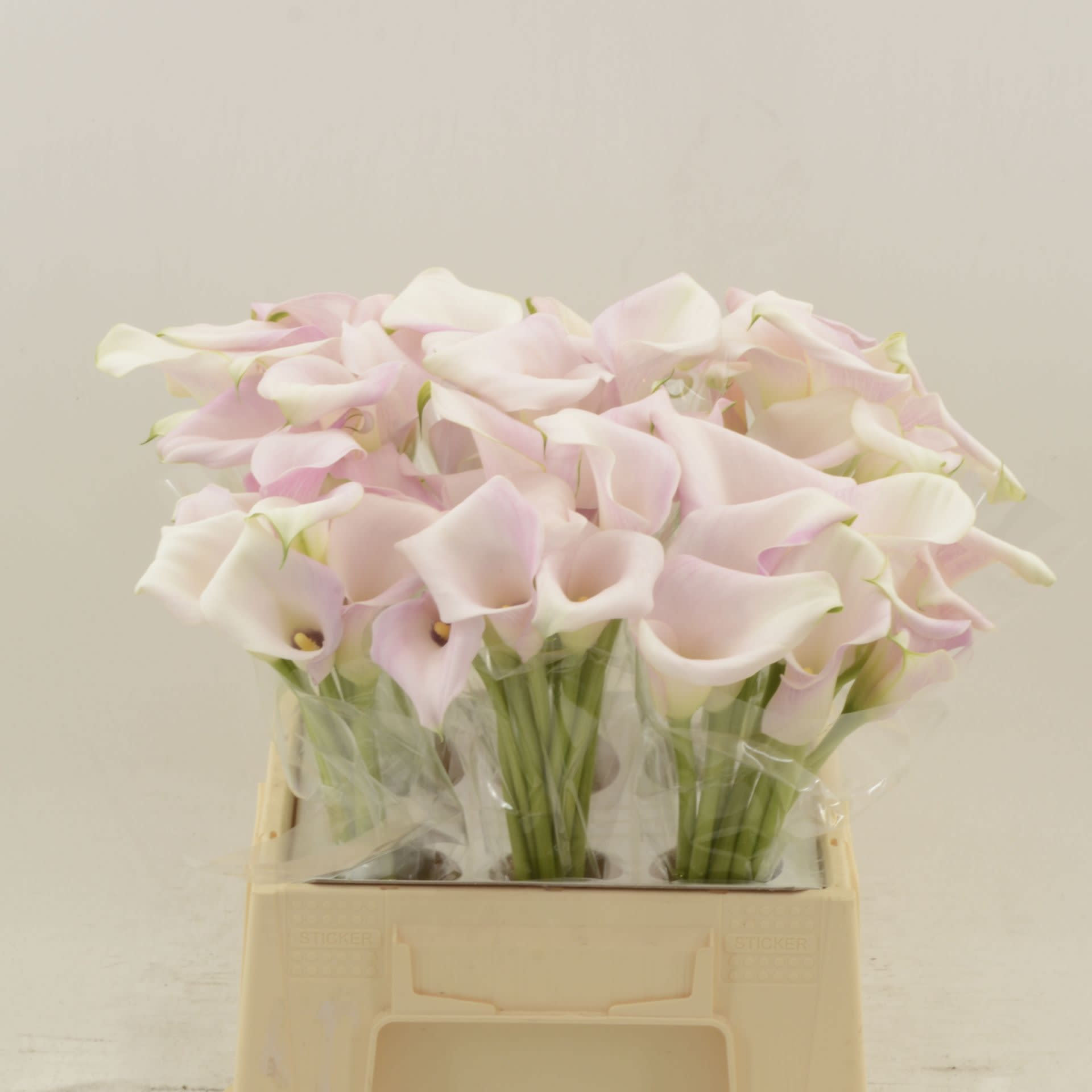 Срезанные цветы оптом Zantedeschia sweet art от 60шт из Голландии с доставкой по России