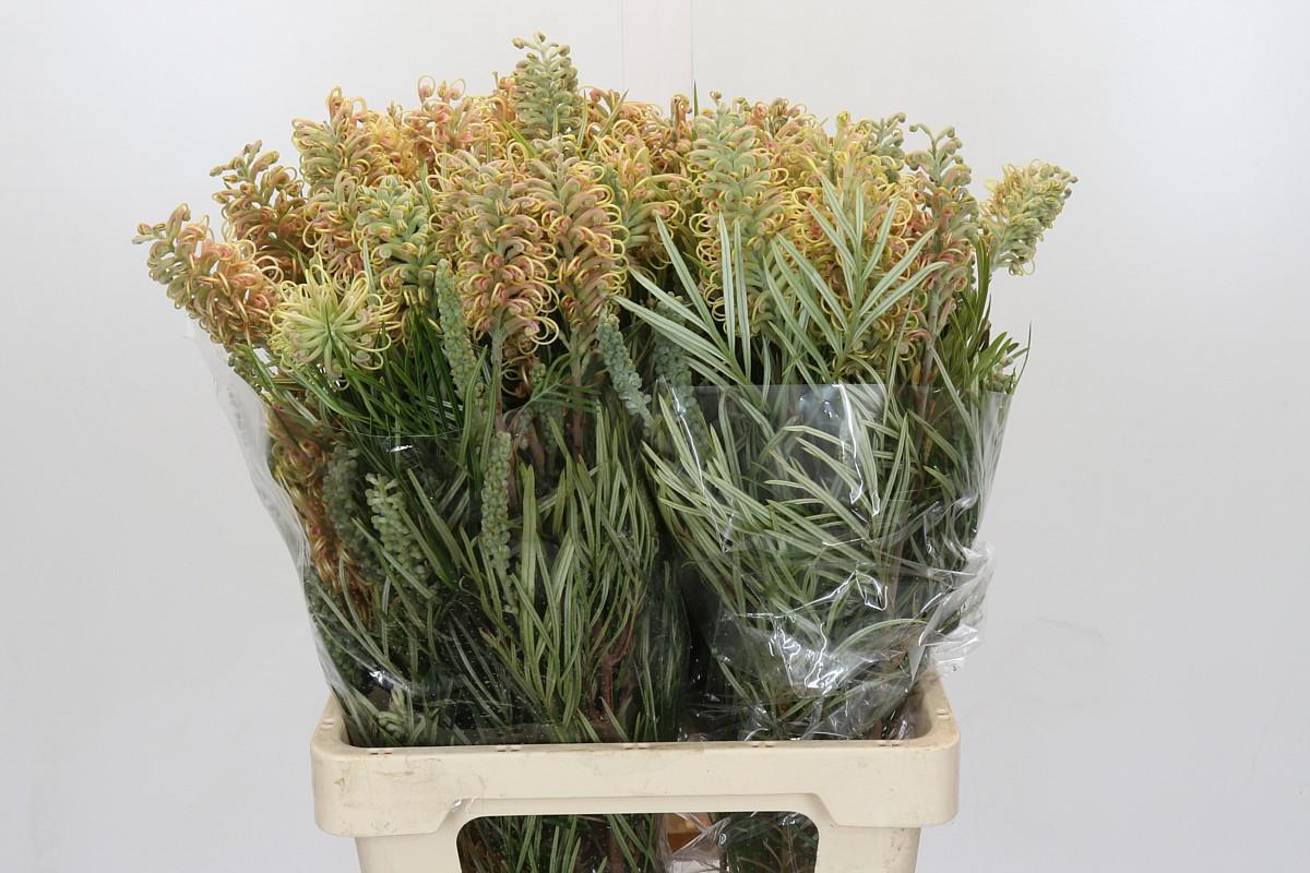 Срезанные цветы оптом Grevillea cal gem от 40шт из Голландии с доставкой по России