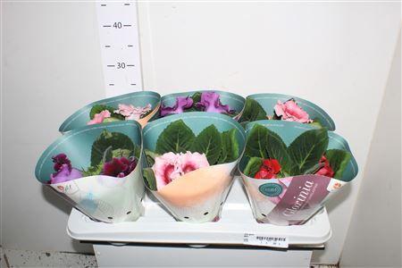 Горшечные цветы и растения оптом Sinn Gem от 6шт (для телеги) из Голландии с доставкой по России