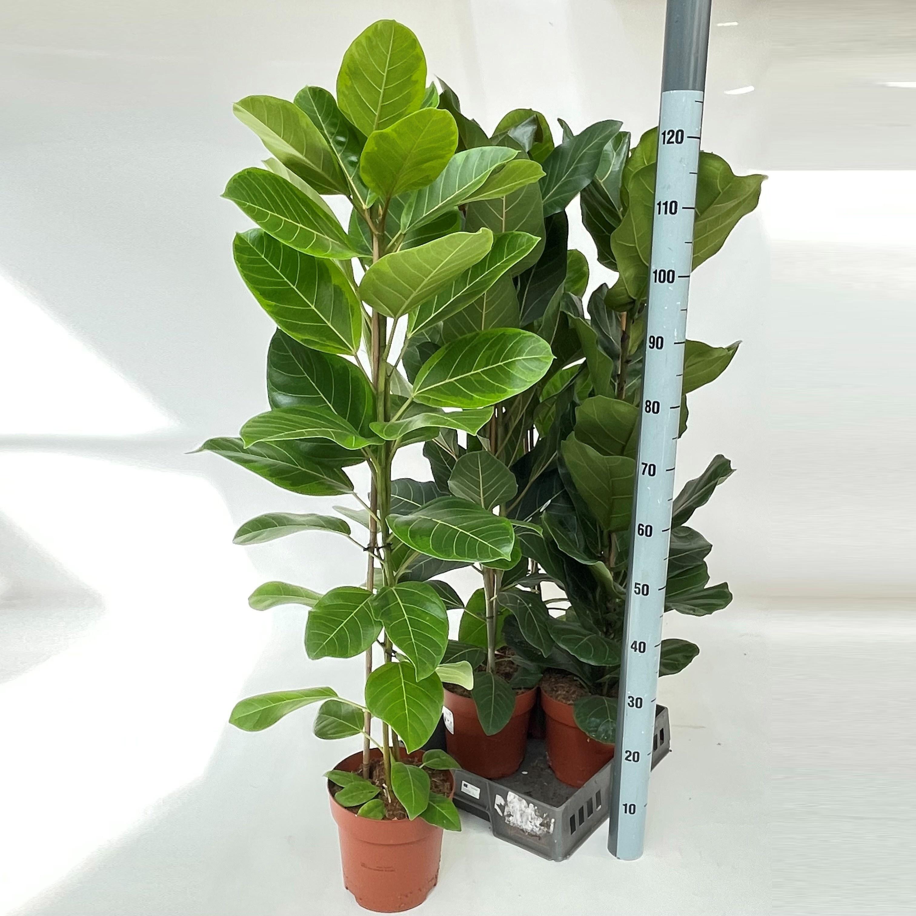 Горшечные цветы и растения оптом Ficus Ov от 4шт из Голландии с доставкой по России