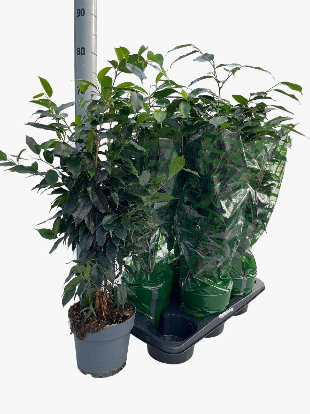 Горшечные цветы и растения оптом Fic Be Danielle от 6шт из Голландии с доставкой по России