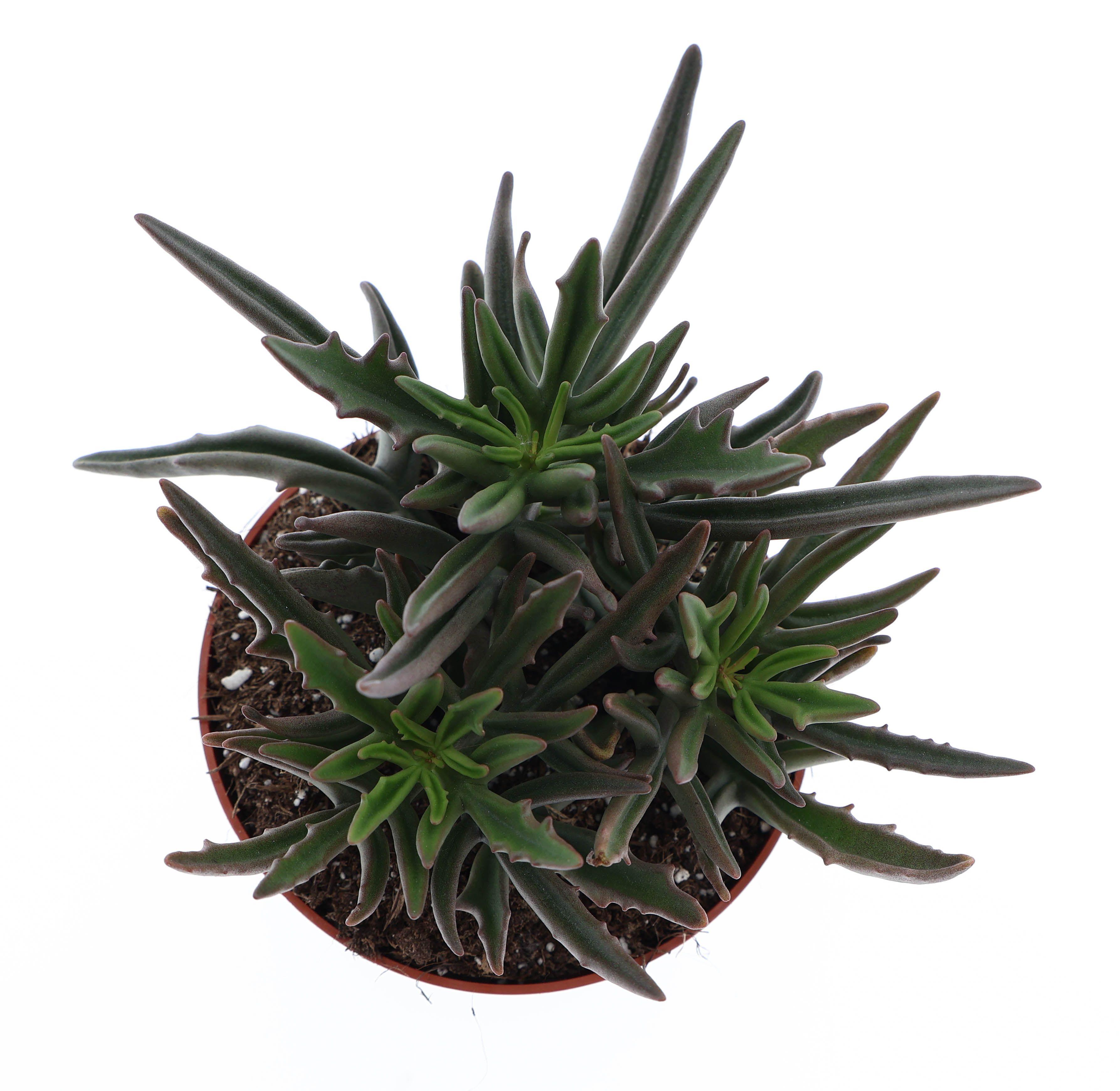 Горшечные цветы и растения оптом Kalanchoe Spider от 8шт из Голландии с доставкой по России