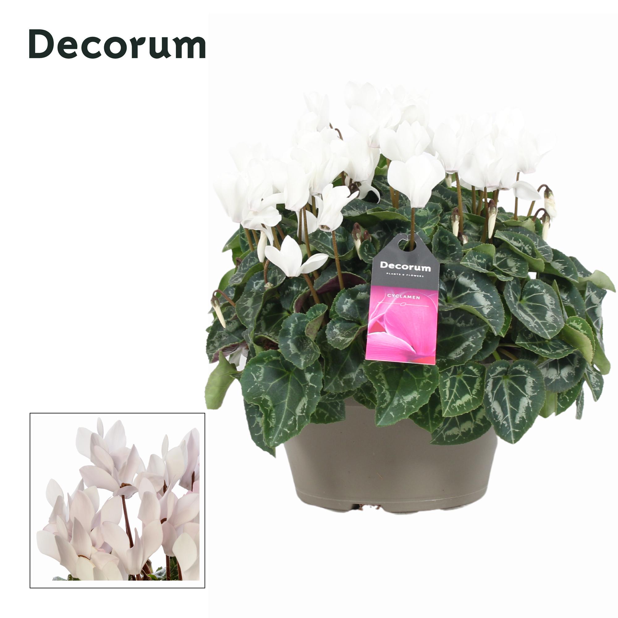 Горшечные цветы и растения оптом Cyclamen Garden White Bowl Ariel (decorum) от 1шт (для телеги) из Голландии с доставкой по России