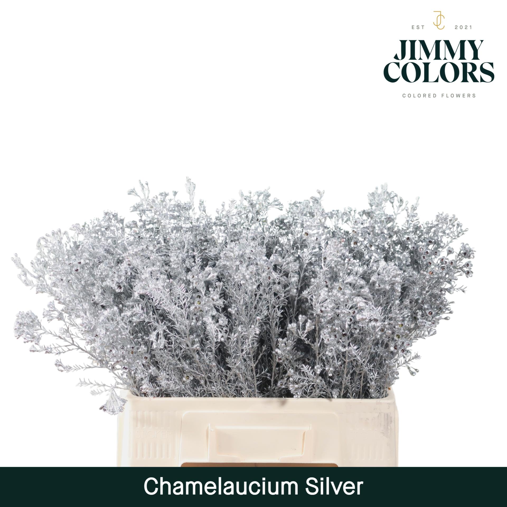 Срезанные цветы оптом Chamelaucium paint silver от 100шт из Голландии с доставкой по России