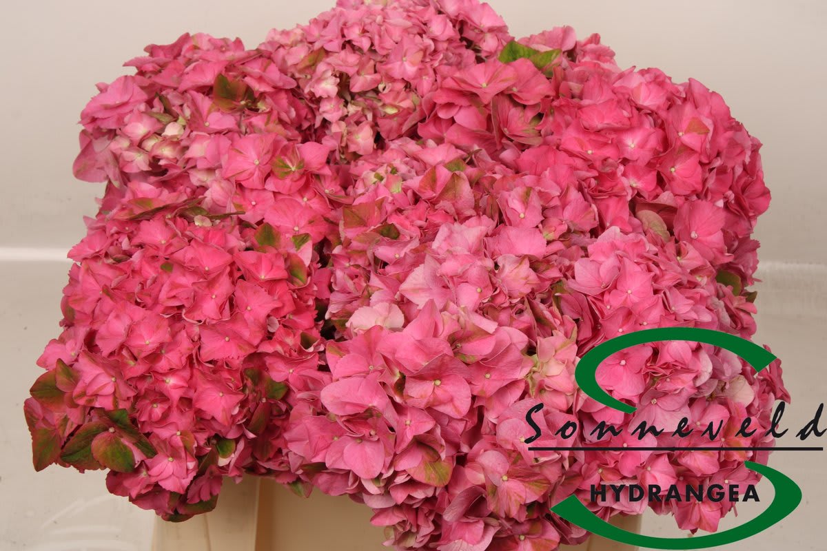 Срезанные цветы оптом Hydrangea rodeo red от 10шт.. из Голландии с доставкой по России