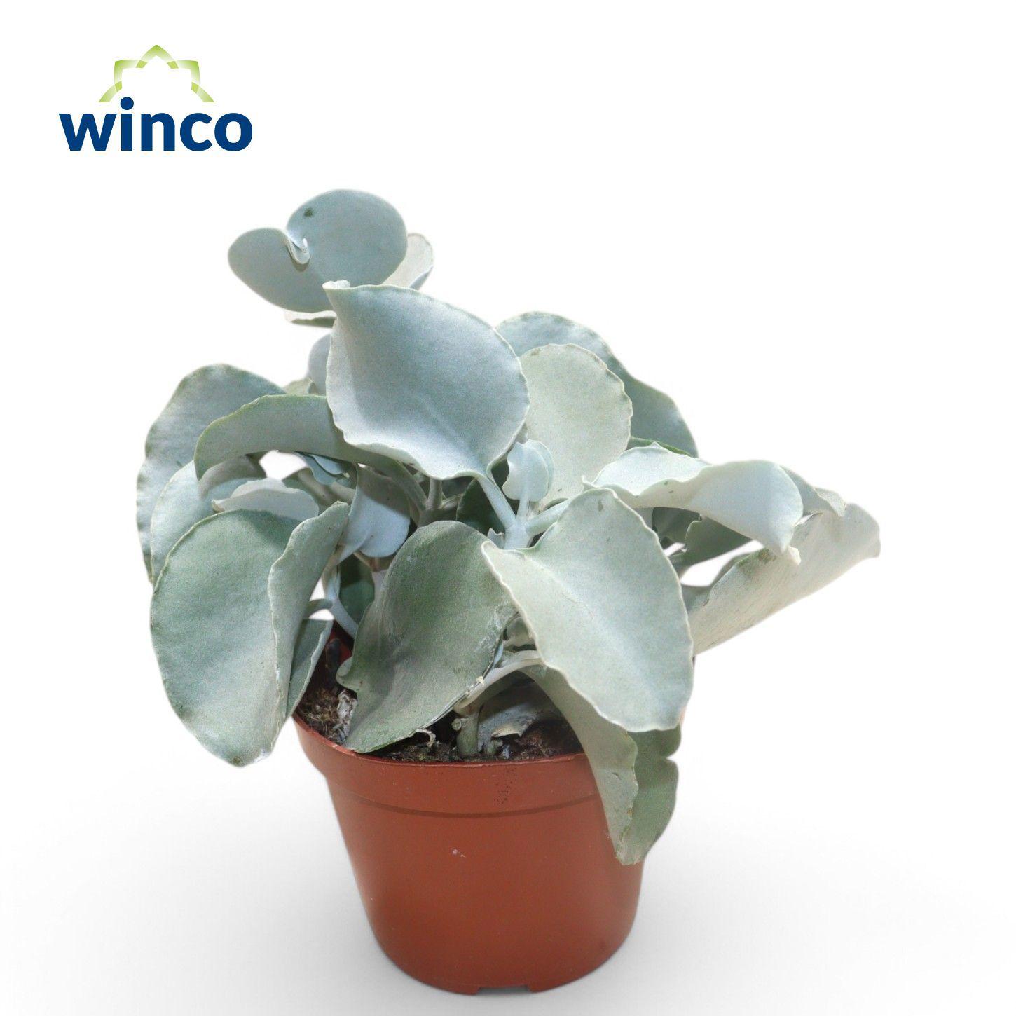 Горшечные цветы и растения оптом Kalanchoe Silver Spoons от 9шт из Голландии с доставкой по России