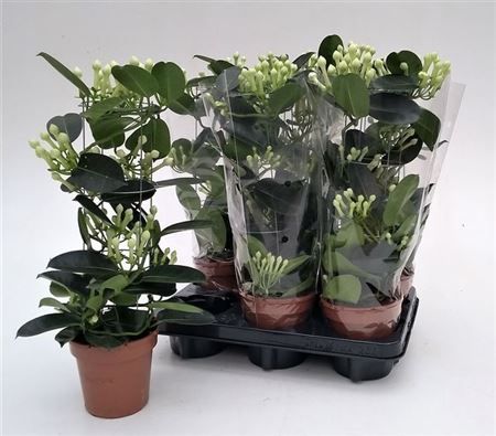 Горшечные цветы и растения оптом Steph Fl 10-12+ Koker от 6шт из Голландии с доставкой по России