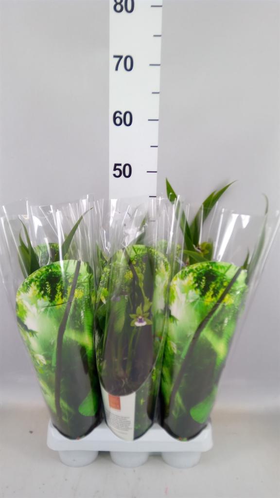 Горшечные цветы и растения оптом Zygopetalum impasto Blue от 6шт (для телеги) из Голландии с доставкой по России