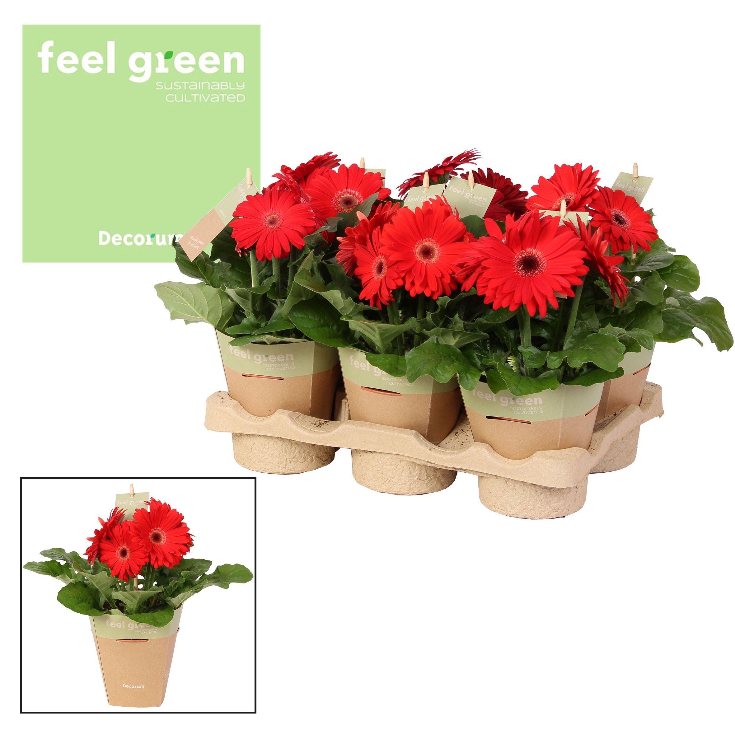 Горшечные цветы и растения оптом Gerbera Red 2+ Feel Green (decorum) от 6шт (для телеги) из Голландии с доставкой по России