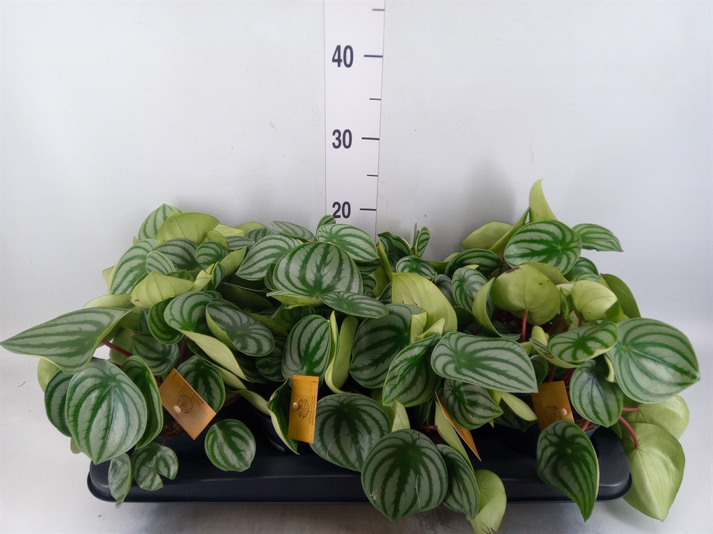 Горшечные цветы и растения оптом Peperomia Argyreia от 8шт из Голландии с доставкой по России