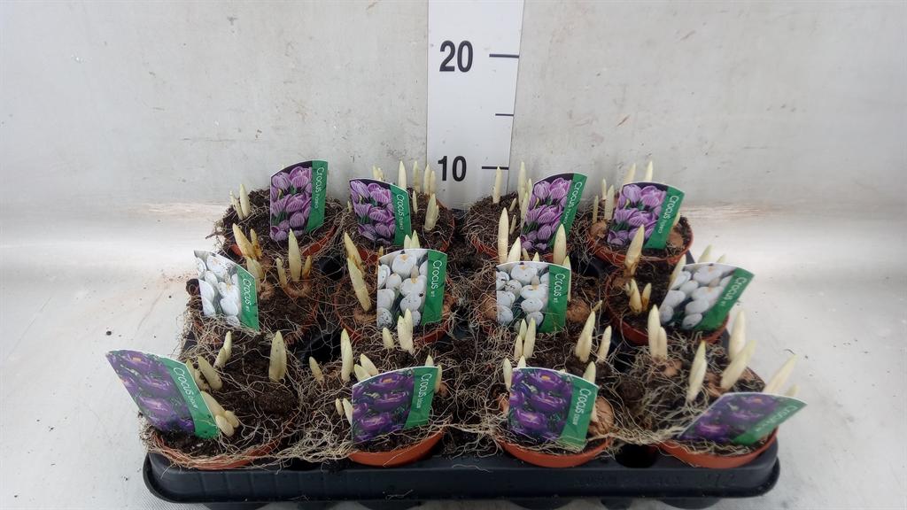 Горшечные цветы и растения оптом Crocus   ...in Pot от 12шт (для телеги) из Голландии с доставкой по России