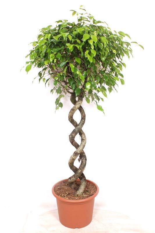 Горшечные цветы и растения оптом Ficus Be Exotica Double Spiral от 1шт из Голландии с доставкой по России