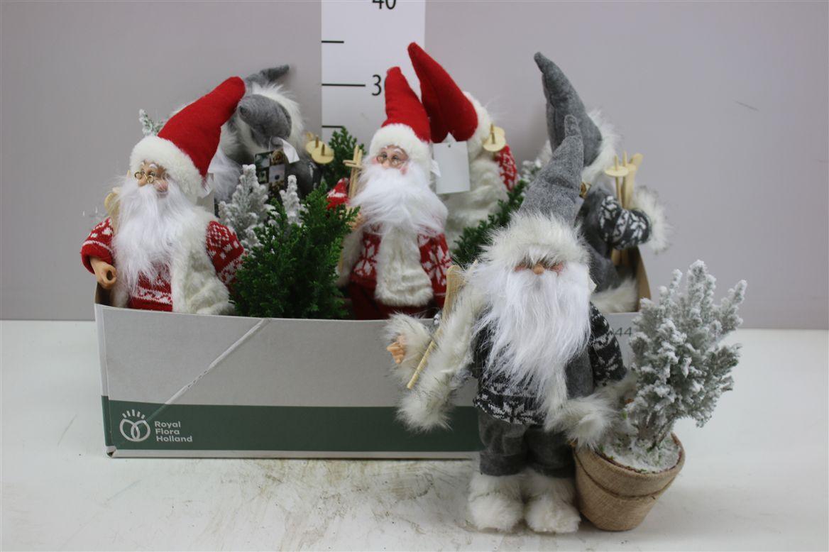 Горшечные цветы и растения оптом Chamaecyparis La Ellwoodii Snow Green Santa от 9шт из Голландии с доставкой по России