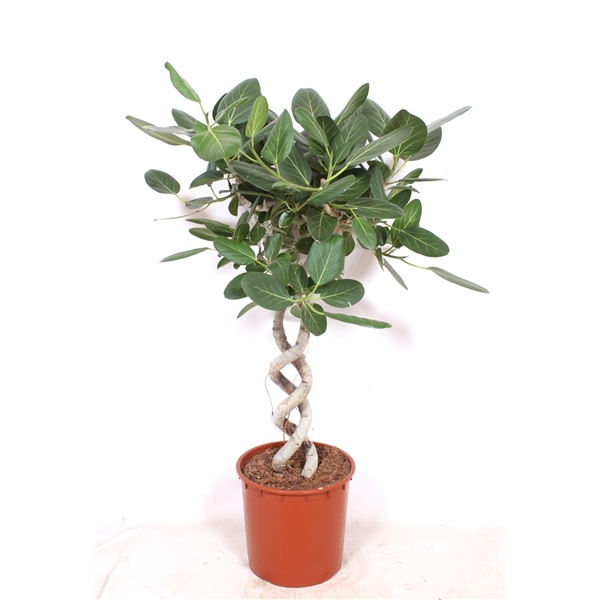 Горшечные цветы и растения оптом Ficus Benghalensis Double Spiral от 1шт из Голландии с доставкой по России