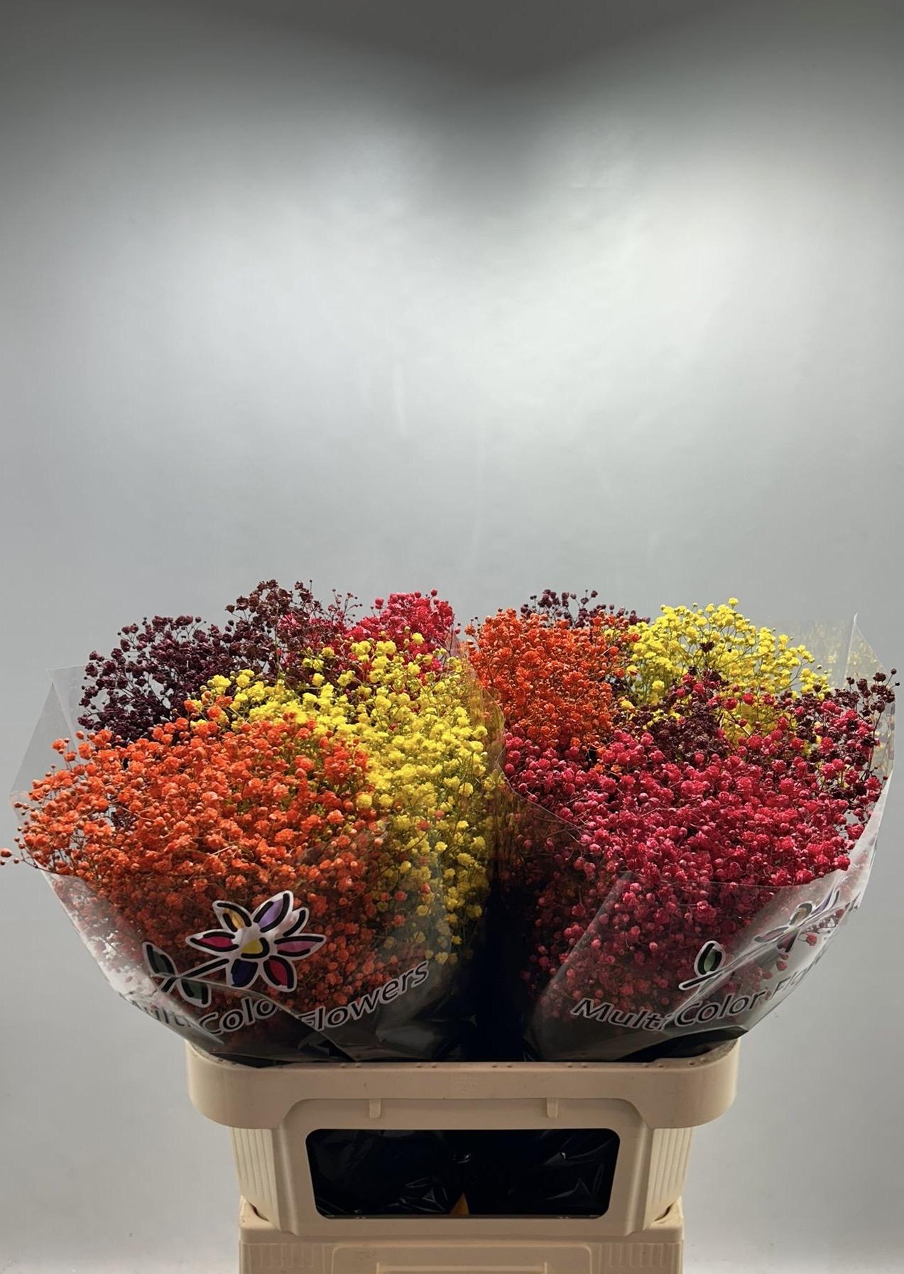 Срезанные цветы оптом Gyps large paint autumn от 50шт из Голландии с доставкой по России