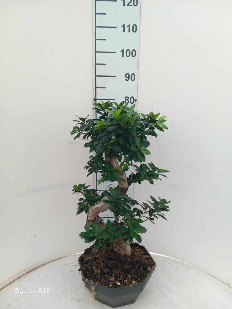Горшечные цветы и растения оптом Ficus Ginseng Bonsai S-type от 1шт из Голландии с доставкой по России