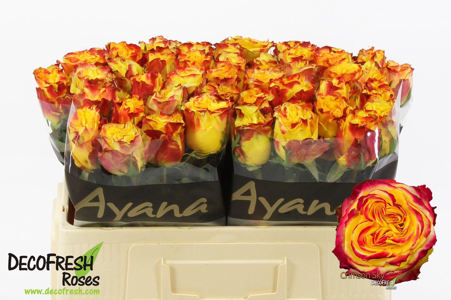 Срезанные цветы оптом Rosa large crimson sky+ от 50шт из Голландии с доставкой по России