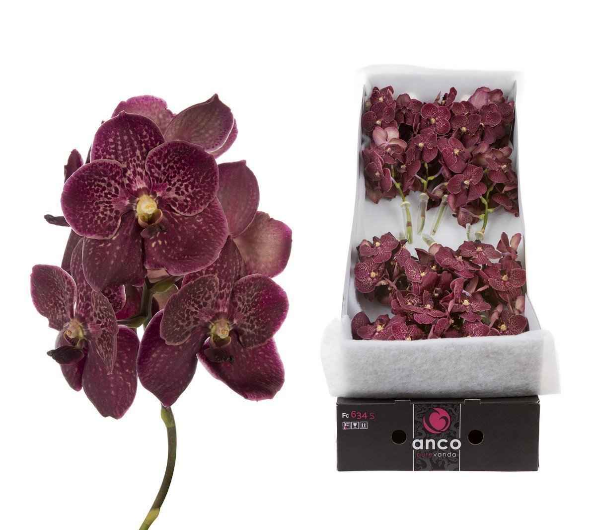Срезанные цветы оптом Vanda sunanda chocolate red per stem от 8шт. из Голландии с доставкой по России