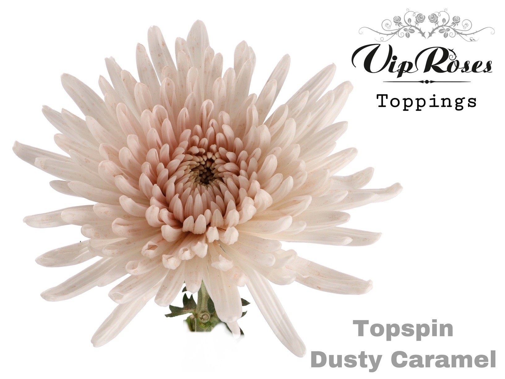 Срезанные цветы оптом Chrys bl paint topspin dusty caramel от 20шт из Голландии с доставкой по России