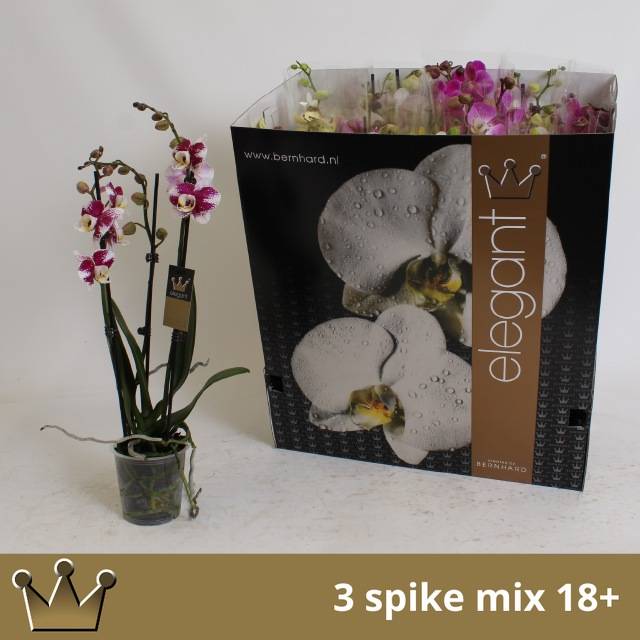 Горшечные цветы и растения оптом Phal Gem 7 Kl от 12шт из Голландии с доставкой по России