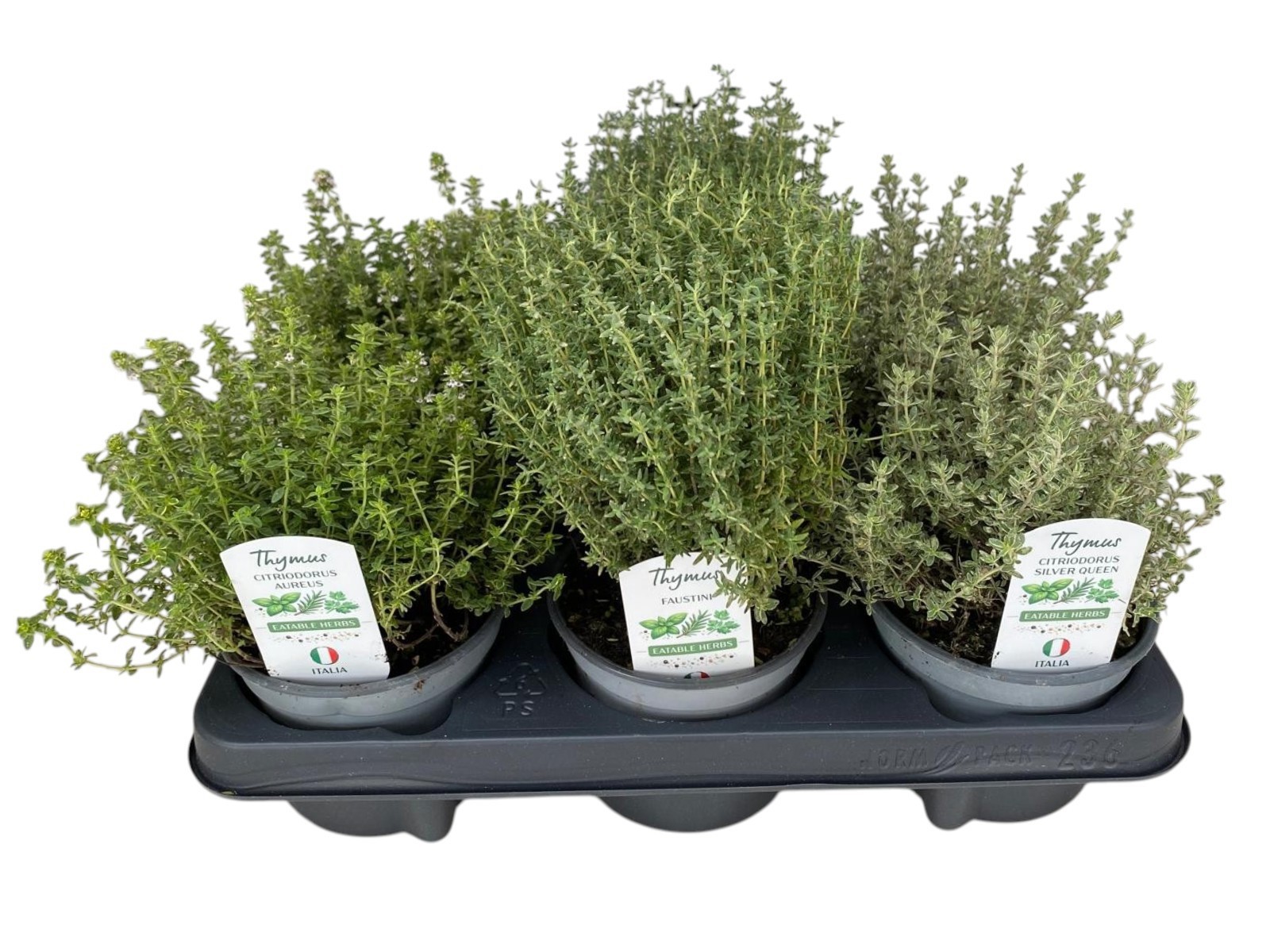 Горшечные цветы и растения оптом Thymus Mix P12 от 10шт из Голландии с доставкой по России