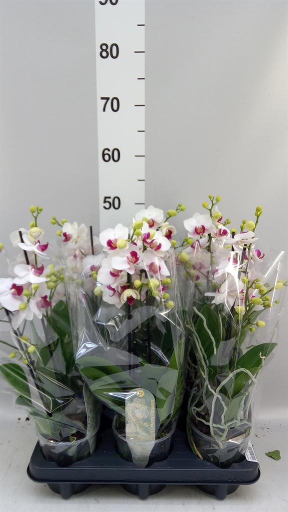 Горшечные цветы и растения оптом Phalaenopsis Multi. fc Safe Haven от 6шт из Голландии с доставкой по России