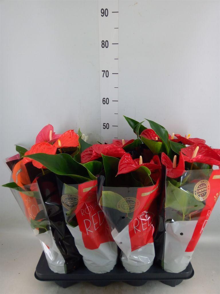Горшечные цветы и растения оптом Anthurium   ...mix от 8шт из Голландии с доставкой по России