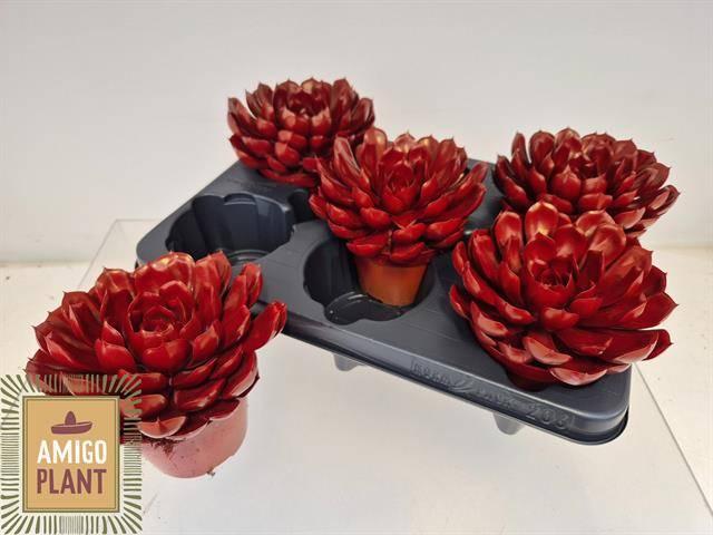 Горшечные цветы и растения оптом Echev Summer от 5шт из Голландии с доставкой по России