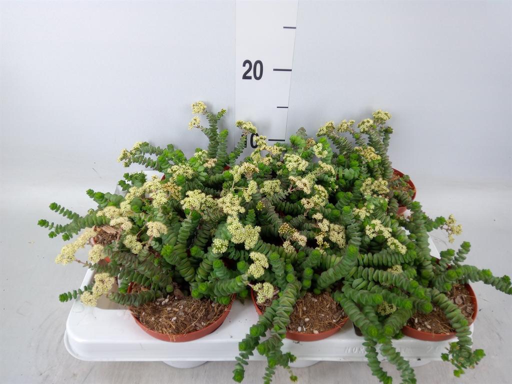 Горшечные цветы и растения оптом Crassula Marnieriana от 9шт из Голландии с доставкой по России