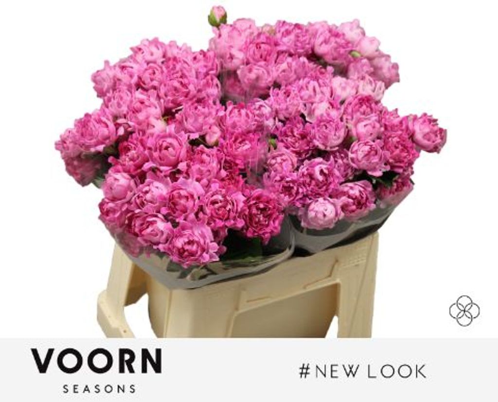 Срезанные цветы оптом Rosa spray hastags new look от 40шт из Голландии с доставкой по России
