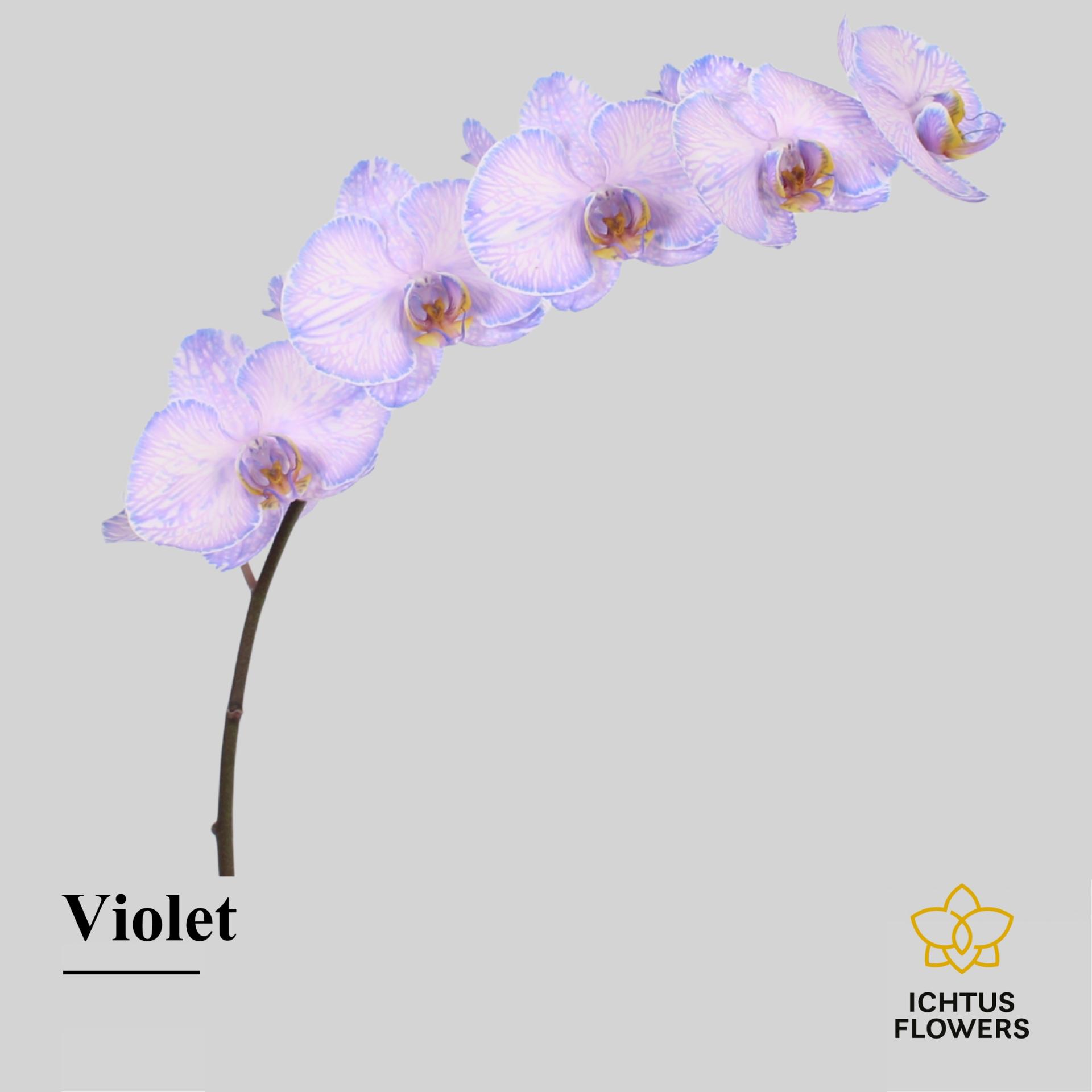 Срезанные цветы оптом Phalaenopsis paint violet A от 6шт из Голландии с доставкой по России